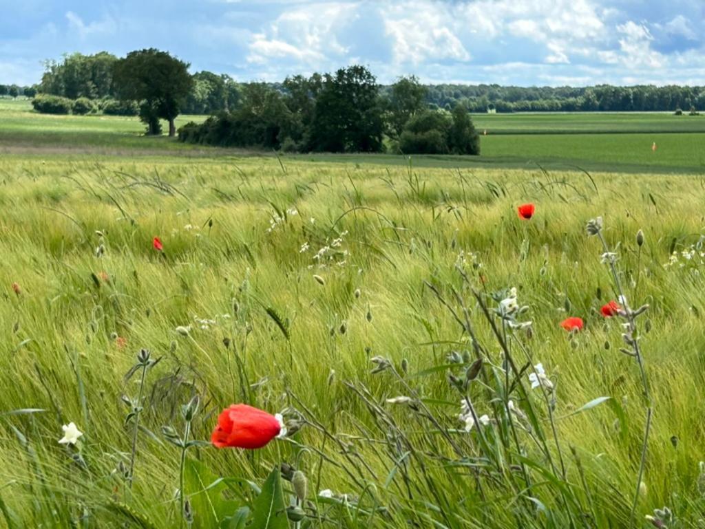 Gites Du Bois Des Perruches Saint-Vincent-des-Bois Luaran gambar